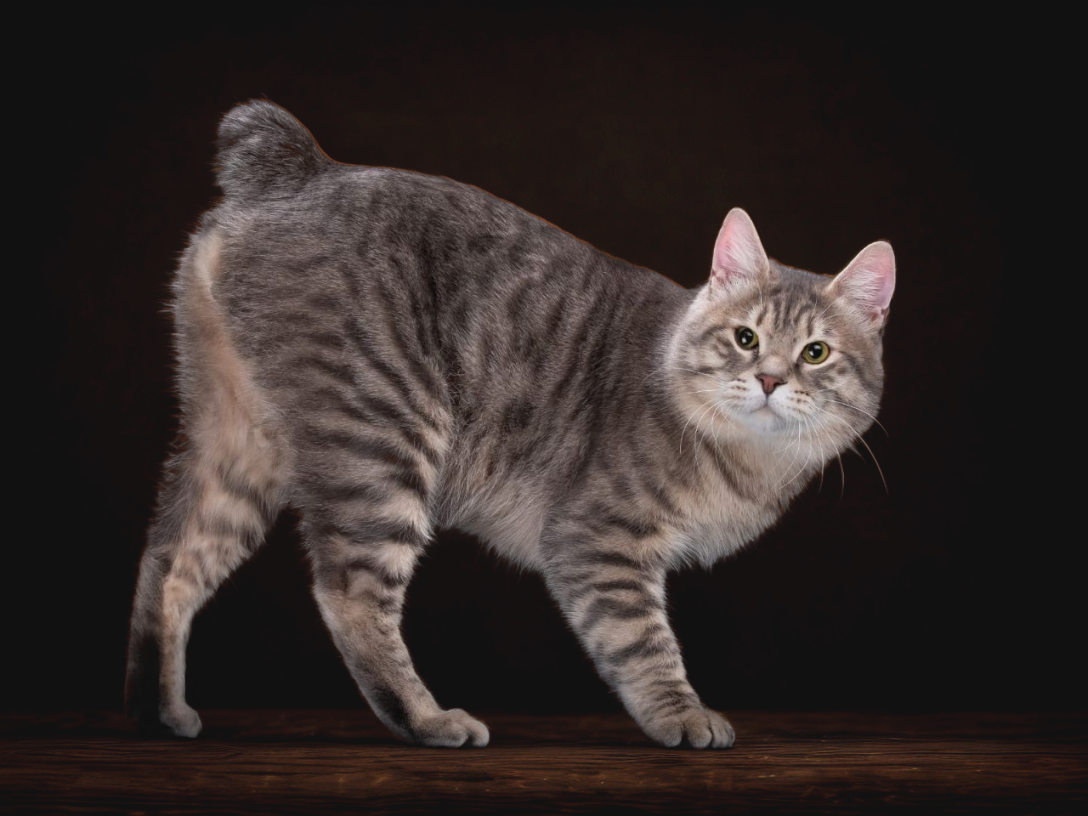 Львиное сердце