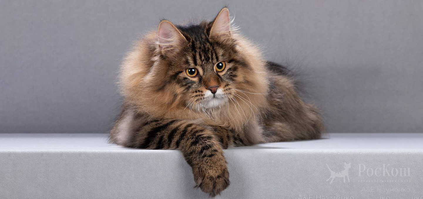 Львиное сердце