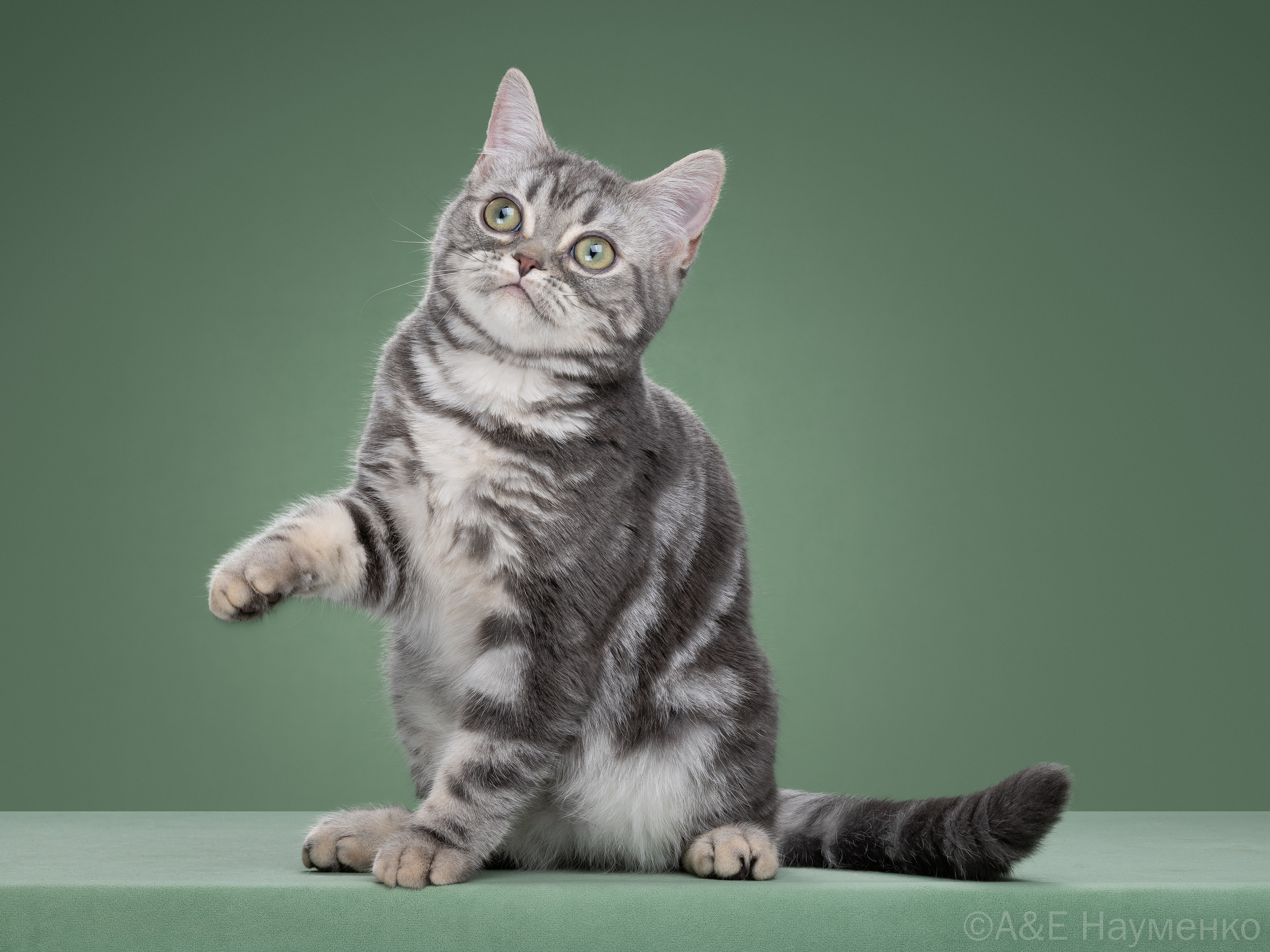 Котята редкой породы появились в клубе!