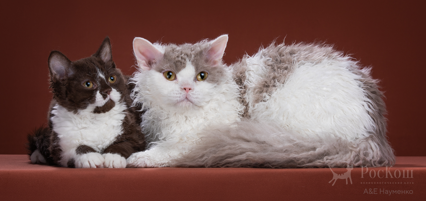 Селкирк-рекс