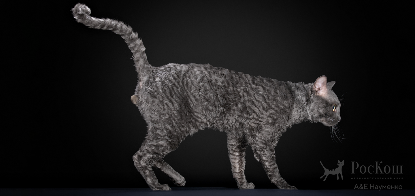 Уральский рекс