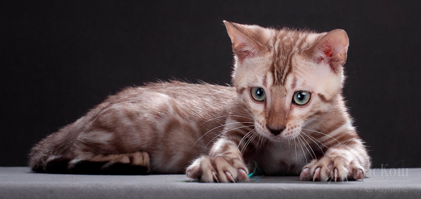 Бенгальская