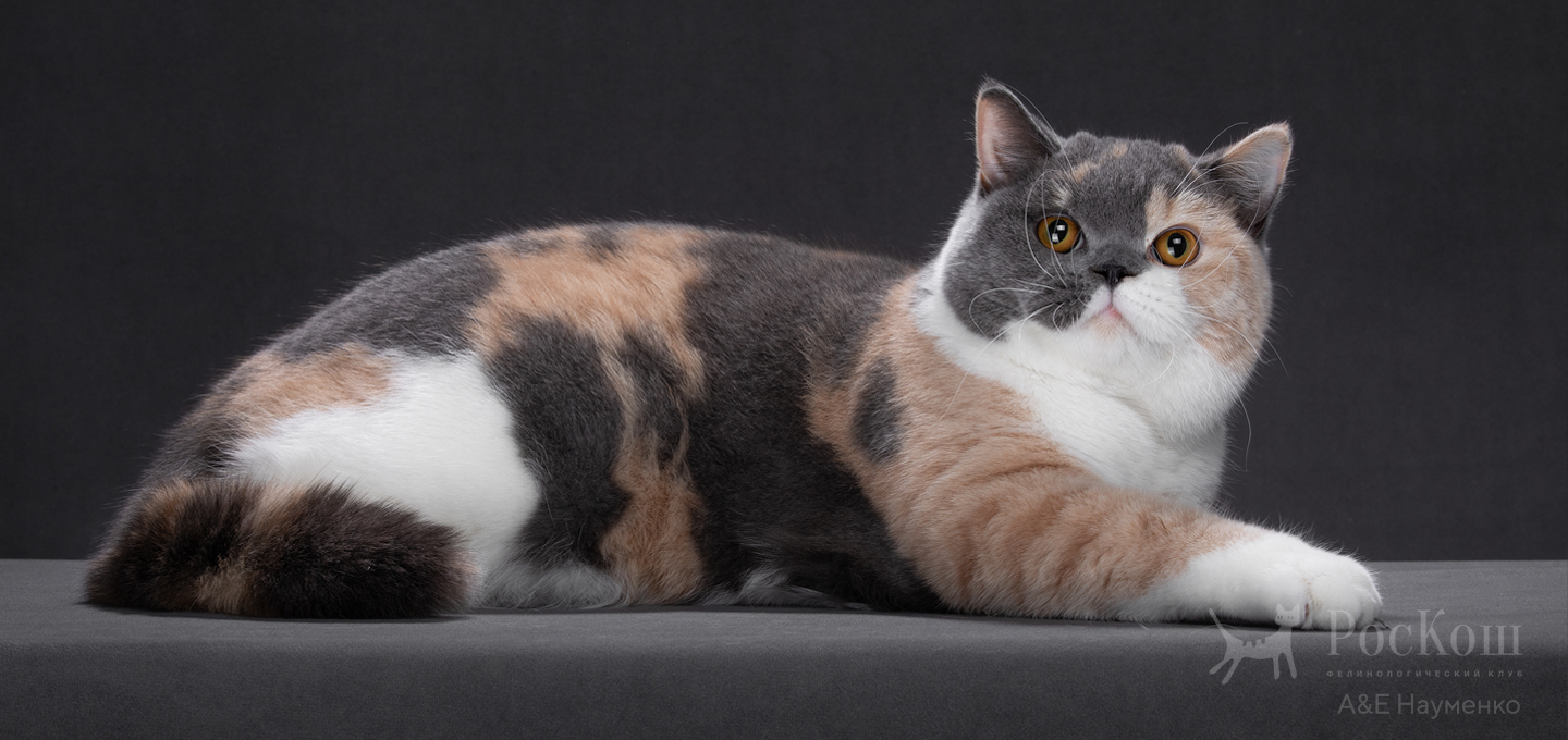 Британская короткошерстная