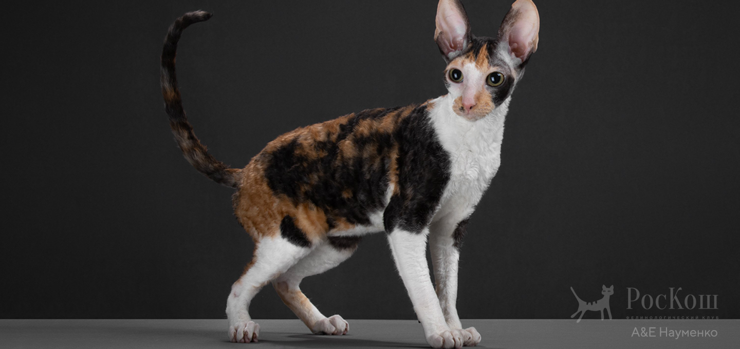 Корниш-рекс