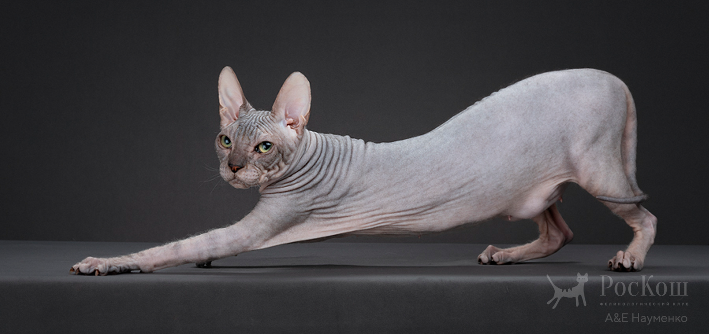 Донской сфинкс