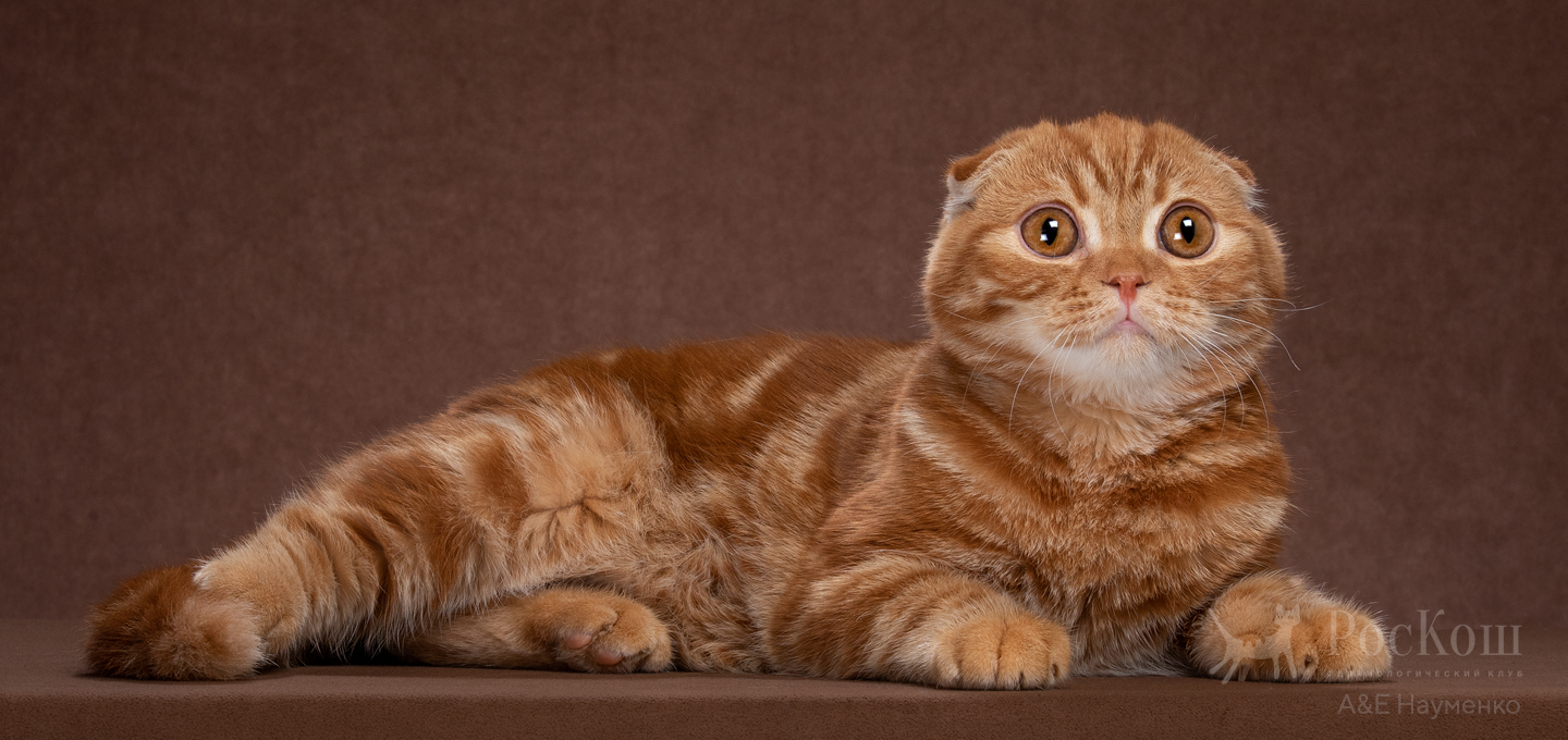 Скоттиш фолд/страйт