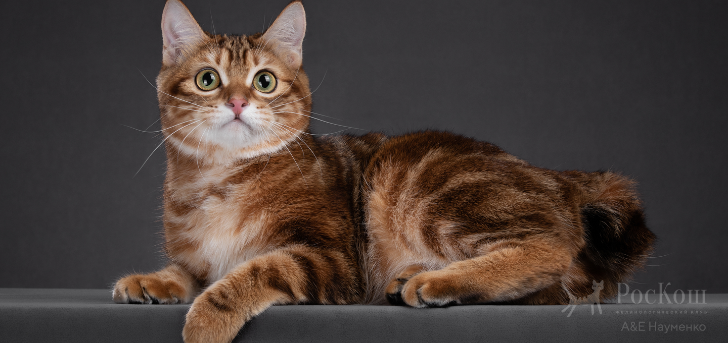 Курильский бобтейл короткошерстный