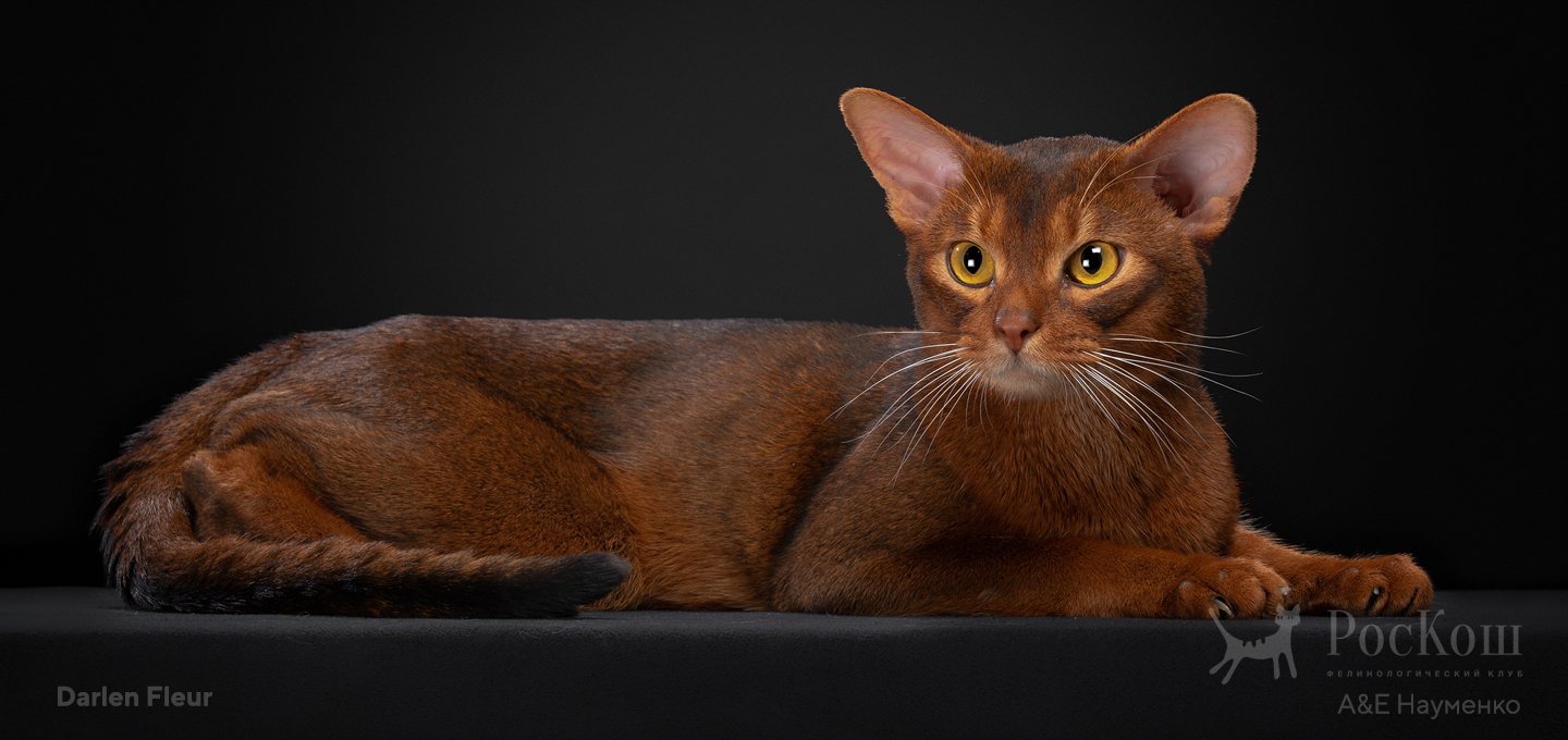 Абиссинская