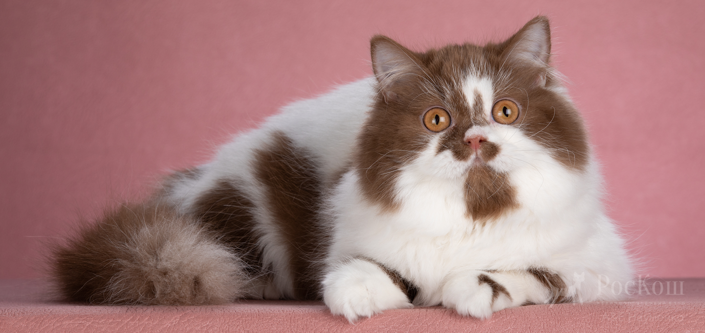 Британская длинношерстная