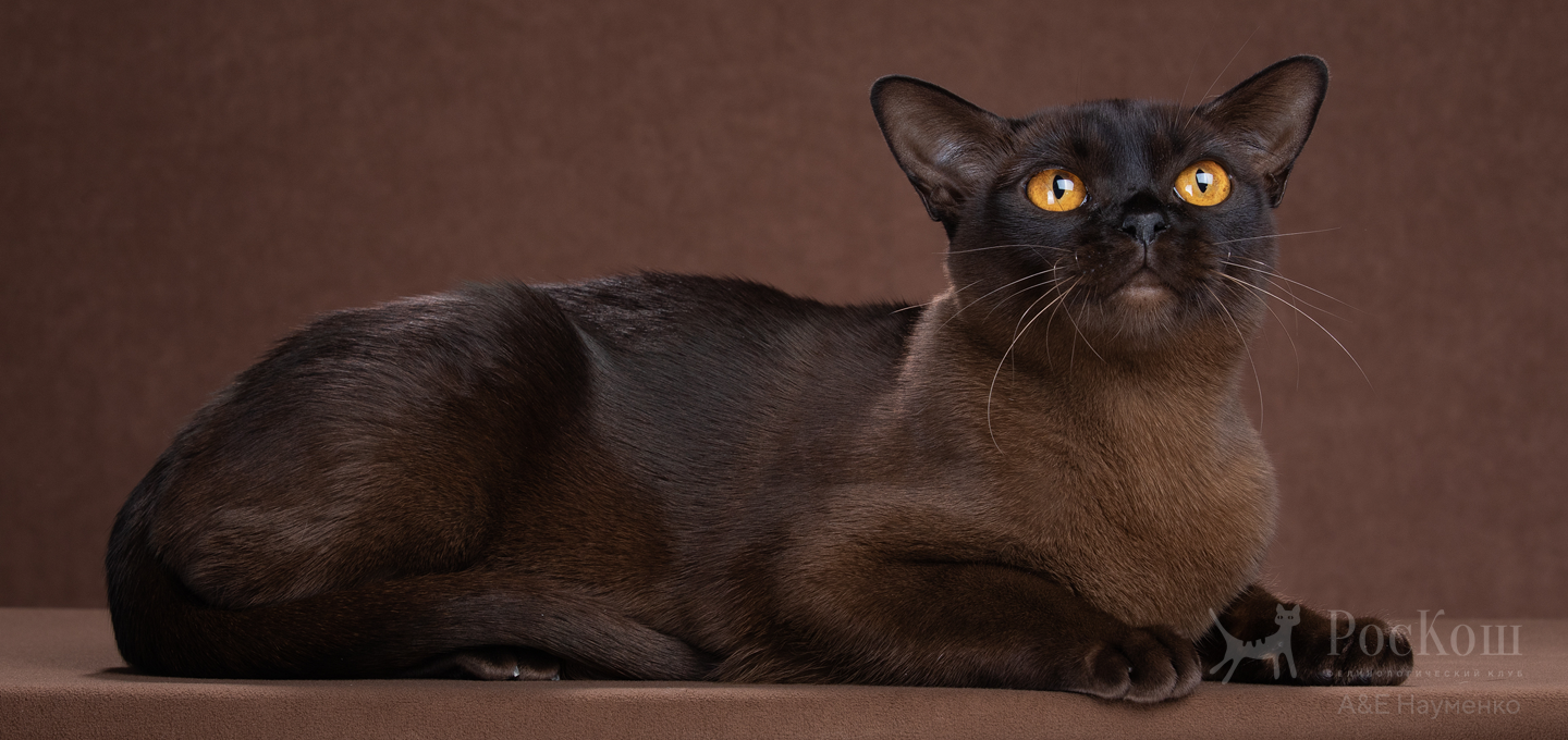 Бурманская