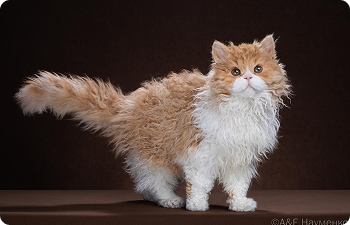 Длинношерстные кошки