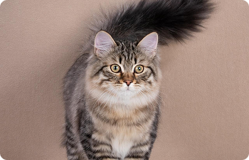 Полудлинношерстные кошки