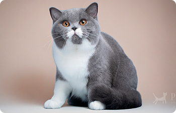 Короткошерстные кошки