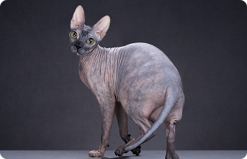 Бесшерстные кошки