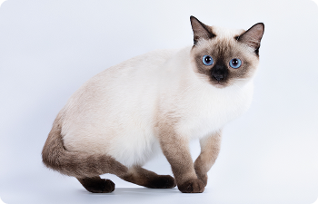 Сиамо-ориентальные кошки